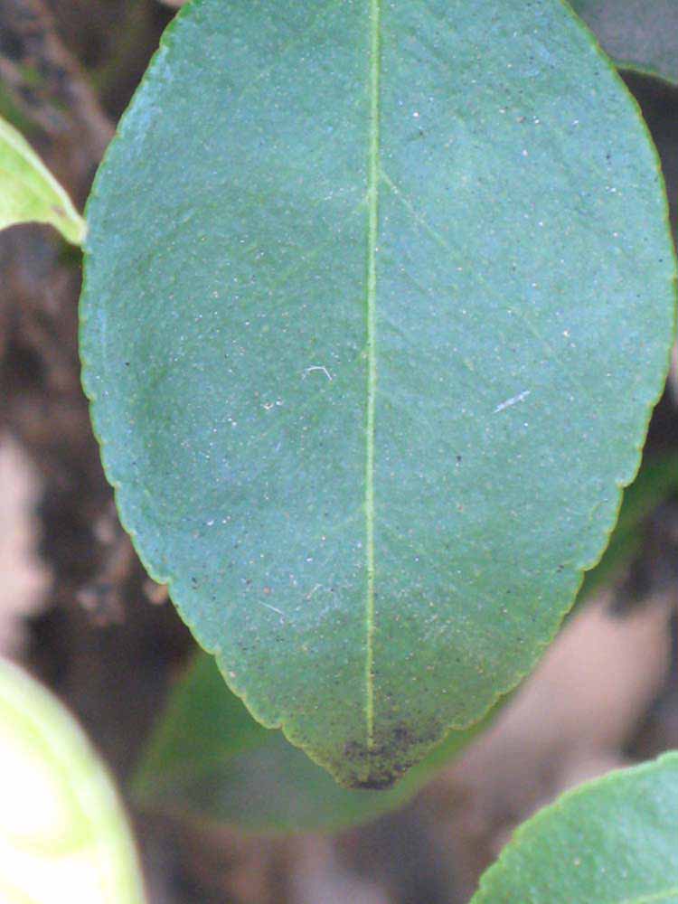               Margin (Myrtifolia, Riverside, CA)       